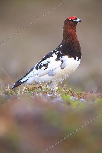 Biosphoto | 2610047 | Lagopède des saules (Lagopus lagopus) mâle dans la toundra du Varanger, Norvège | &copy; Christophe Perelle / Biosphoto