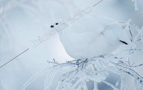 Biosphoto | 2025590 | Lagopède des saules sur une branche enneigée - Finlande | &copy; Markus Varesvuo / Biosphoto
