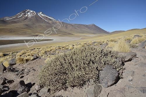 Biosphoto | 2126573 | Laguna Miscanti et volcan Miñiques, environs de San Pedro de Atacama, II Region d'Antofagasta, Chili | &copy; Jean-Claude Malausa / Biosphoto