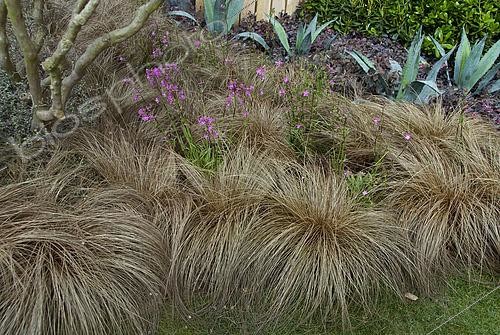Biosphoto | 2594323 | Laîche de Buchanan, Carex buchananii 'Chocolate' | &copy; Visions BV, Netherlands / Hilde Janssens | Exclusivity Elburg Media / Visions Pictures / Biosphoto