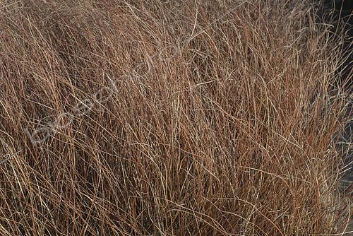 Biosphoto | 2594322 | Laîche de Nouvelle Zélande, Carex comans 'Milk Chocolate' | &copy; Visions BV, Netherlands / Eric Breed / Visions Pictures / Biosphoto