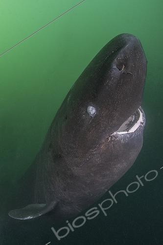 Biosphoto | 2453349 | Laimargue du Pacifique (Somniosus pacificus), Détroit du Prince William, Alaska, Pacifique Nord. | &copy; Andy Murch / Biosphoto