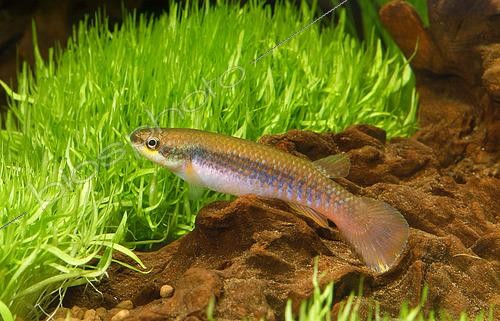 Biosphoto | 2459791 | Laimosemion agilae | &copy; Aqua Press / Biosphoto