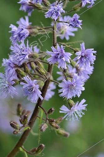Biosphoto | 1106503 | Laitue des Alpes en bord de route dans les Hautes-Vosges | &copy; Denis Bringard / Biosphoto