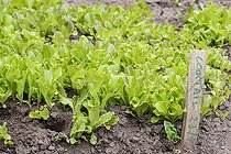 Biosphoto | 2437289 | Laitues 'Cocktail' dans un jardin, printemps, Moselle, France | &copy; Yann Avril / Biosphoto