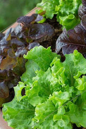 Biosphoto | 2083810 | Laitues 'Feuille de chênes rouge', Feuille de chêne blonde', Provence, France | &copy; Philippe Giraud / Biosgarden / Biosphoto