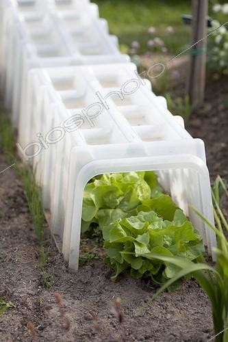 Biosphoto | 2047785 | Laitues sous un tunnel emboîtable dans un potager ; Faciles à poser et à retirer, les éléments du tunnel emboîtable permettent de gagner quelques degrés pour hâter la culture des salades en pleine terre. | &copy; Jean-Michel Groult / Biosphoto