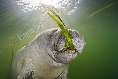 Biosphoto | 1268150 | Lamantin de Floride (Trichechus manatus latirostris) mangeant des plantes aquatiques, Crystal River, Floride, USA | &copy; Masa Ushioda / WaterFrame / Biosphoto