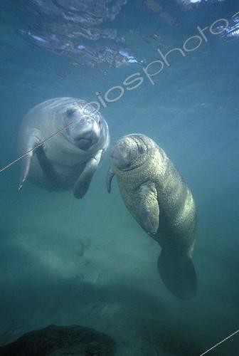 Biosphoto | 45958 | Lamantin femelle et son jeune Crystal River Floride USA | &copy; Yves Lefèvre / Biosphoto
