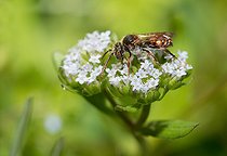 Biosphoto | 2444104 | Lamb's lettuce (Valerianella olitoria) flowers, solitary bees, Vosges du Nord Regional Nature Park, France | &copy; Michel Rauch / Biosphoto