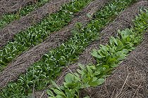 Biosphoto | 2419815 | Lamb's lettuce (Valerianella olitoria) planted between hay strips, Regional Natural Park of Northern Vosges, France | &copy; Michel Rauch / Biosphoto
