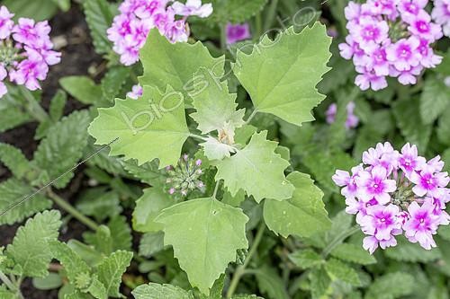 Biosphoto | 2524418 | Lamb's quarters (Chenopodium album) growing with a Florist's verbena (Verbena x hybrida) | &copy; Marie Aymerez / Biosphoto