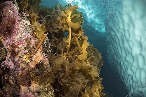 Biosphoto | 2424778 | Laminaire saccharine (Laminaria saccharina) devant un iceberg, Tasiilaq, Groenland oriental | &copy; Franco Banfi / Biosphoto
