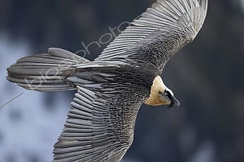 Biosphoto | 2032993 | Lammergeier subadult in flight - Alps Switzerland | &copy; Olivier Born / Biosphoto