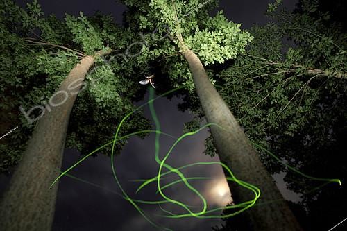 Biosphoto | 2081601 | Lampyridae mâle en vol nocturne. Probablement Lamprohiza splendidula | &copy; Zoltan Ritzel / Biosphoto