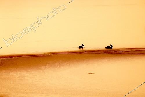 Biosphoto | 1821018 | Landscape of Lake Kerkini in Greece  | &copy; Pierre Huguet-Dubief / Biosphoto