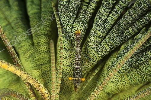 Biosphoto | 1900242 | Laomène d'Amboine (Laomenes amboinensis), Indonésie | &copy; Fabien Michenet / Biosphoto