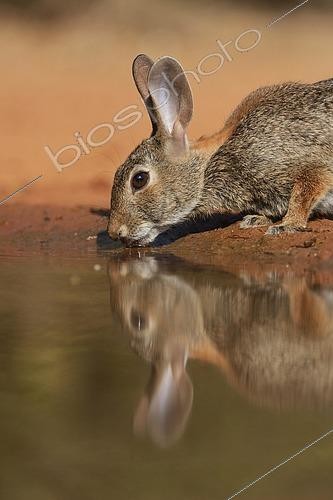 Biosphoto | 2433370 | Lapin à queue blanche (Sylvilagus floridanus) buvant au point d'eau, Texas, USA | &copy; Rolf Nussbaumer / imageBROKER / Biosphoto