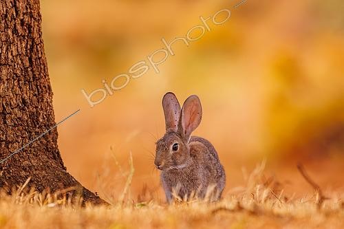 Biosphoto | 2607623 | Lapin de garenne (Oryctolagus cuniculus), propriété privée, Province de Castille- La Manche, Espagne, Europe | &copy; Sylvain Cordier / Biosphoto