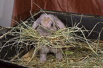 Biosphoto | 149396 | Lapine building its nest in its box France | &copy; Régis Cavignaux / Biosphoto