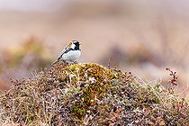 Biosphoto | 2588317 | Lapland Longspur (Calcarius lapponicus) adult male in nuptial plumage at its breeding site on the Varanger tundra, Norway. | &copy; Michael Adam / Biosphoto