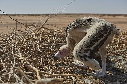 Biosphoto | 2086517 | Lappet-faced vulture’s chick (Trogos tracheliotus) on nest, Najd Plateau, Saudi Arabia | &copy; Olivier Couppey / Biosphoto
