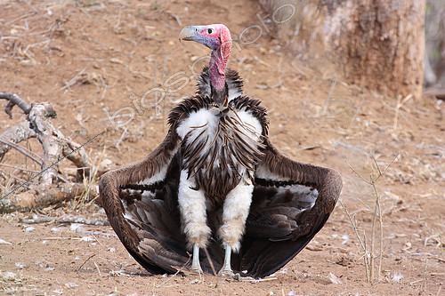 Biosphoto | 2158805 | Lappet-faced Vulture (Torgos tracheliotos) sunbathing, South Africa | &copy; Jean Mayet / Biosphoto