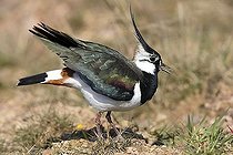 Biosphoto | 1523105 | Lapwing ( Vanellus vanellus ) | &copy; Anton Luhr / imageBROKER / Biosphoto