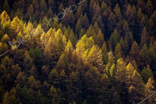 Biosphoto | 2561698 | Larch in autumn, Ubaye valley, Alpes de Haute Provence, France | &copy; David Tatin / Biosphoto