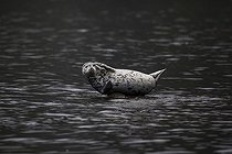 Biosphoto | 2047718 | Larga seal in water - Kamchatka Russia  | &copy; Mike Korostelev / Biosphoto