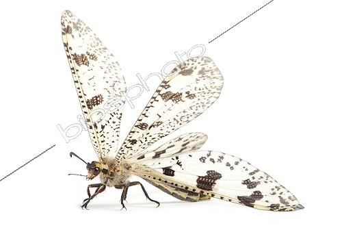 Biosphoto | 1924746 | Large Antlion on white background  | &copy; Michel Gunther / Biosphoto