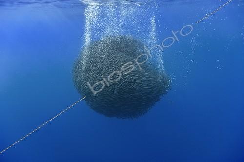 Biosphoto | 1715496 | Large ball of Blue jack mackerel Azores | &copy; Christopher Swann / Biosphoto