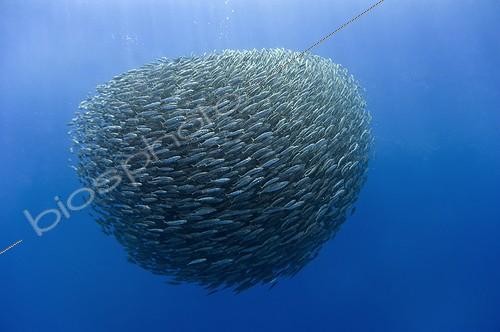 Biosphoto | 1715498 | Large ball of Blue jack mackerel Azores | &copy; Christopher Swann / Biosphoto