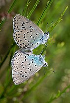 Biosphoto | 2453748 | Large Blue Butterfly (Phengaris arion) mating, Vosges du Nord Regional Nature Park, France | &copy; Michel Rauch / Biosphoto
