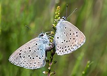 Biosphoto | 2453749 | Large Blue Butterfly (Phengaris arion) mating, Vosges du Nord Regional Nature Park, France | &copy; Michel Rauch / Biosphoto