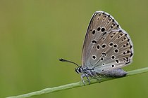 Biosphoto | 2017934 | Large Blueresting on a stem - Aquitaine France | &copy; Bernard Dubreuil / Biosphoto