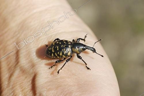 Biosphoto | 1445470 | Large brown pine weevil (Hylobius abietis), forest pest, on the back of a hand | &copy; Horst Sollinger / imageBROKER / Biosphoto