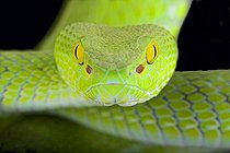 Biosphoto | 2064203 | Large-eyed pitviper (Trimeresurus macrops), | &copy; Matthijs Kuijpers / Biosphoto
