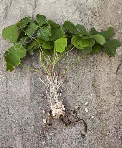 Biosphoto | 2047782 | Large-flowered pink-sorrel and his bulbils | &copy; Jean-Michel Groult / Biosphoto