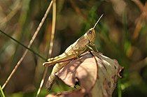 Biosphoto | 1254407 | Large Gold Grasshopper Ballons Comtois NR Vosges France | &copy; Denis Bringard / Biosphoto