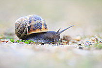 Biosphoto | 2621614 | Large gray snail (Helix aspersa maxima) on a hiking trail in the dunes of the national nature reserve of La Mare de Vauville, Normandy, France. | &copy; Christophe Perelle / Biosphoto