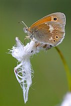 Biosphoto | 2394322 | Large heath (Coenonympha tullia), Regional Natural Park of Northern Vosges, France | &copy; Michel Rauch / Biosphoto