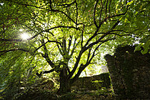 Biosphoto | 2628281 | Large lime tree with ruins at the Hameau de Paillerols, Cévennes, France. | &copy; Philippe Lebeaux / Biosphoto