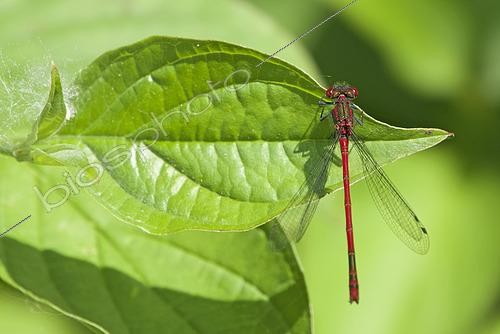Biosphoto | 2615404 | Large Red Damselfly (Pyrrhosoma nymphula) on a leaf at the edge of an old gravel pit, in the National Nature Reserve of Robertsau and Wantzenau, Strasbourg, Alsace, France. | &copy; Yves Noto Campanella / Biosphoto