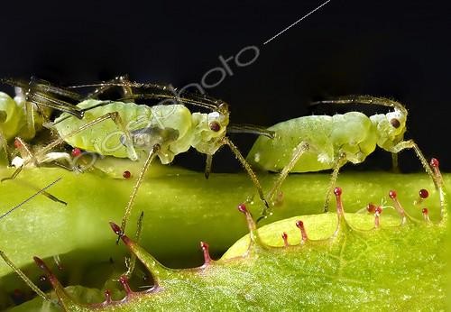 Biosphoto | 2009470 | Large Rose Aphids colony on a Rose bud - Germany | &copy; Michael Weber / imageBROKER / Biosphoto