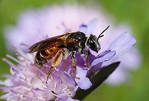 Biosphoto | 2445646 | Large Scabious Mining Bee (Andrena hattorfiana) female on Field Scabiosa (Knautia arvensis), solitary bees, Vosges du Nord Regional Natural Park, France | &copy; Michel Rauch / Biosphoto