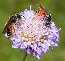 Biosphoto | 2445652 | Large Scabious Mining Bee (Andrena hattorfiana) female on Field Scabiosa (Knautia arvensis), solitary bees, Vosges du Nord Regional Natural Park, France | &copy; Michel Rauch / Biosphoto