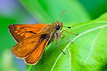 Biosphoto | 2581582 | Large skipper (Ochlodes sylvanus) on a leaf, in the Parc Ornithologique du Pont de Gau, at Saintes-Maries-de-la-Mer in May, in the Parc Naturel Régional de Camargue. France | &copy; Yves Noto Campanella / Biosphoto