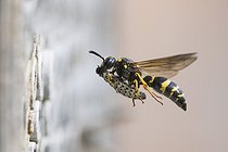 Biosphoto | 2601678 | Large stem wasp (Symmorphus murarius), flying, transporting a leaf beetle larva (Chrysomelidae) into its nest tube, Hesse, Germany, Europe | &copy; Wilfried Martin / imageBROKER / Biosphoto