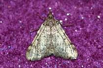 Biosphoto | 2609940 | Large tabby (Aglossa pinguinalis), Isere, France | &copy; Jean-François Noblet / Biosphoto